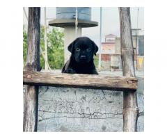 Black Labrador Puppy for Sale in Raikot, Price, Buy