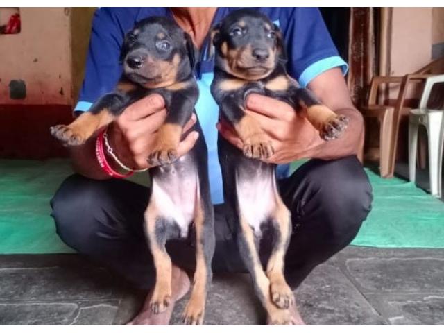Doberman Puppy Available for Sale in Nipani - 1/1