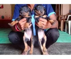 Doberman Puppy Available for Sale in Nipani - 1