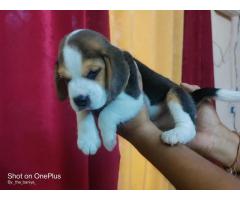 Beagle male available in jhansi up