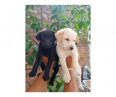 Labrador Puppies Price in Ludhiana Punjab, For Sale