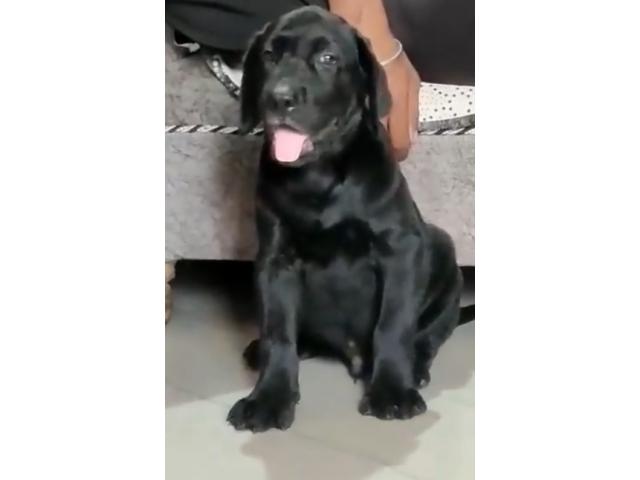 Labra puppy For sale, Labrador Karnal Haryana - 1/1