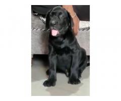 Labra puppy For sale, Labrador Karnal Haryana - 1