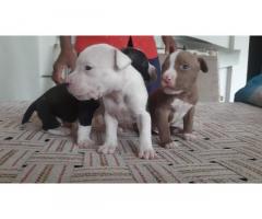 American bully pocket size puppy
