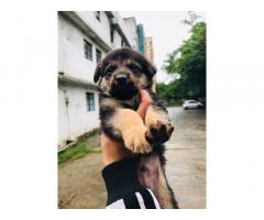 GSD Price in Bhopal, GSD For Sale in Bhopal