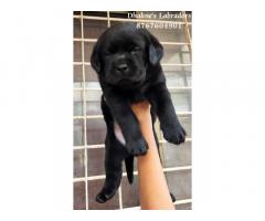Black Labrador Puppy for Sale in Nashik, Price, Buy