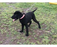 Black Labrador Puppy Price in Aurangabad, For Sale