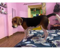 Beagle Dog breed Puppy Available