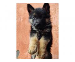 German Shepherd (GSD) for sale in delhi