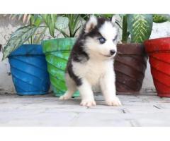 Husky Male and Female for sale in ludhiana punjab