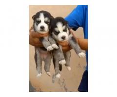 Husky Puppy Price in Ludhiana, For Sale, Buy Online
