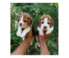 Beagle Puppy available in punjab