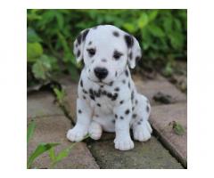 Dalmatian Dog Puppies Price in Yamunanagar, For Sale, Buy Online