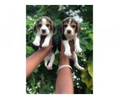 Beagle Puppy for sale in ludhiana