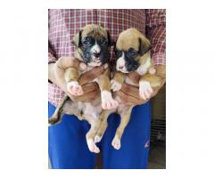 Boxer Puppy available for new home