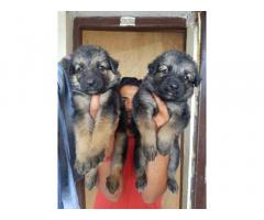 GSD Puppies Price in Ujjain, For Sale, Buy Online