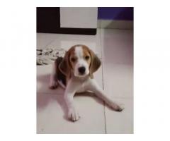 Beagle Puppy for sale in Palghar vasai