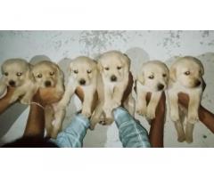 Labrador Male and Female Puppy, For Sale, Aurangabad