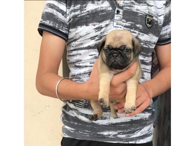 Pug Puppy Available - 1/1