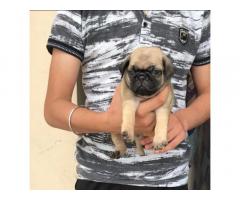 Pug Puppy Available - 1
