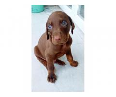 Doberman male and female with kci available in pune