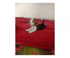 Beagle Puppy Price in Pune, For Sale, Buy Online