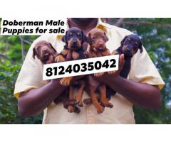 Amazing Quality Husky, Doberman Puppies for sale in Chennai