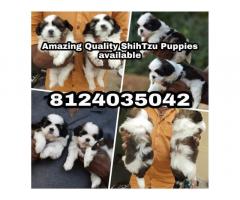 Amazing Quality Doberman, Shihtzu Puppies for sale in Chennai