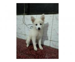 Papillon Cute Puppy Available