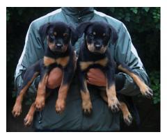 Rottweiler Puppies Available for Sale