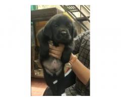 Top quality Labrador Male puppies available puppy for sale