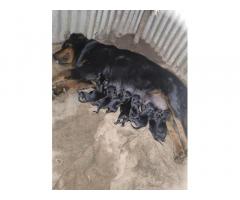 Rottweiler Puppy for Sale Nagpur
