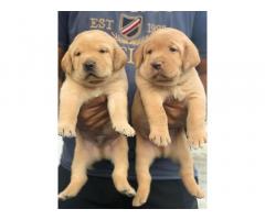 Labrador Male and Female Puppy available in Ahmedabad