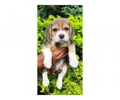 Beagle female available