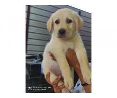 Labrador for Sale Satara, Labrador Price in Satara