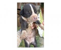 PitBull Puppies Available