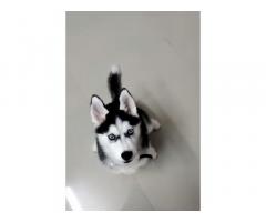 Husky blue eyes male puppy Price in Mumbai, For Sale