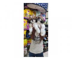 Shihtzu Puppies Price in Ahmedabad Gujarat, For Sale