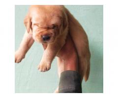 Labrador puppy for sale in delhi, buy online, price