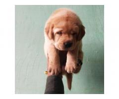Labrador puppy for sale in delhi, buy online, price