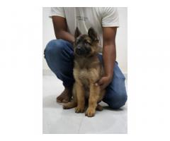 Available Double Coat GSD Male Female Puppy In Pune