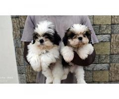 Shihtzu male puppy available for sale Attur
