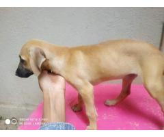 Chippiparai puppies available for sale in Chennai