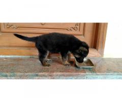 GSD Puppy for sale in Coimbatore