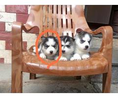 Husky Puppies Available in Mumbai