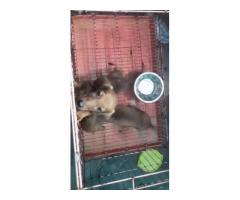 Dachshund Puppies Price in Vellore, For Sale, Buy Online