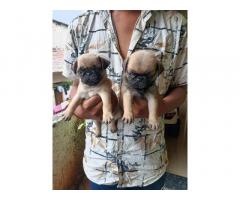 Pug Puppies Price in Pune, Pug For Sale