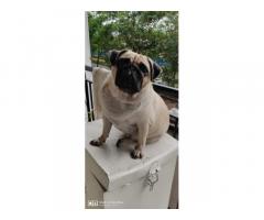 15 Month Old Pug Female available
