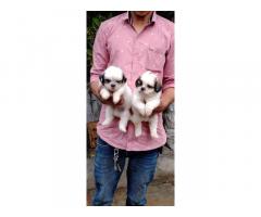 Lhasa Apso Puppies Price in Pune, Available for Sale