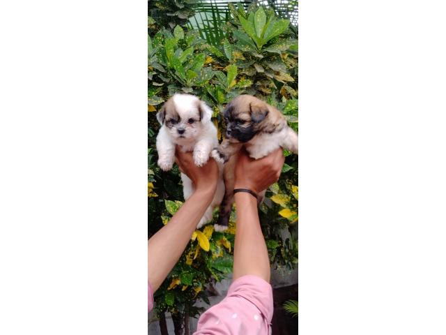Lhasa Apso Puppies Price in Pune, Available for Sale - 2/3